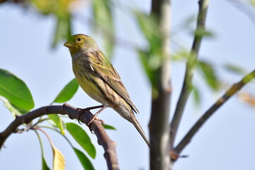 CANARIO