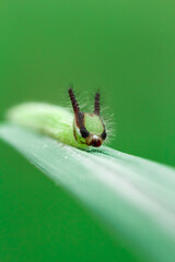 caterpillar on leaf