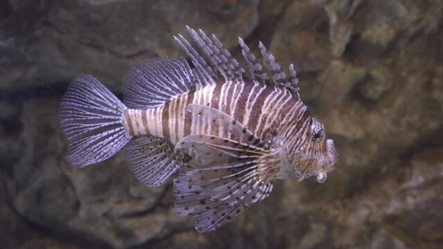 Venomous coral reef devil firefish or red lionfish with string spines covering its body is floating in water in aquarium, exotic decoration of house interior or zoo exposition, close up.