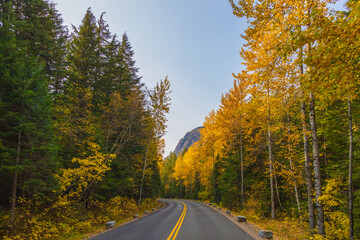 Fall foliage at Glacier National Park Going-to-the-sun-road, Montana, USA