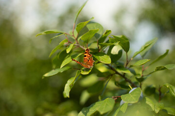 Plant in summer. Natural background garden plant. Leaves and stems of a perennial bush.