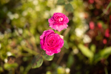 Flowers in the garden. Plants in summer.