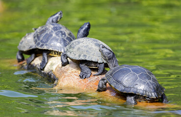 Fototapeta premium A line of Red-eared slider turtles sunbathing. Stow Lake, San Francisco, California, USA.