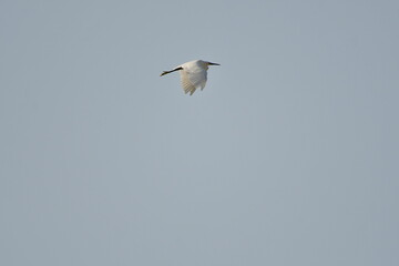 GARCETA COM&Uacute;N