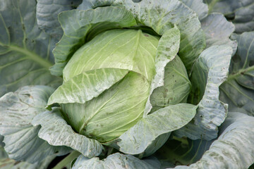 white cabbage leaves close up