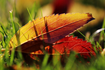 Rot-gelbe Herbstblätter in einer Wiese zwischen Grashalmen im Gegenlicht der Sonne