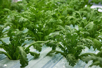 ้ัhydroponic farming of rucola salad tree agricultural field in in door gardening house with led lighting