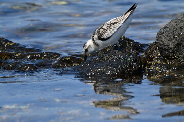 CORRELIMOS TRIDÁCTILO