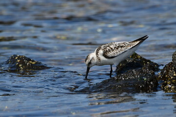 CORRELIMOS TRIDÁCTILO