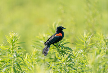 Red Winged Blackbird on a Bush