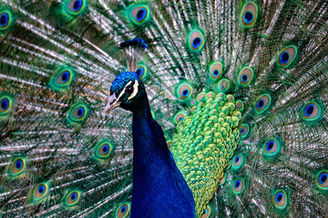 Obraz premium Peacock 