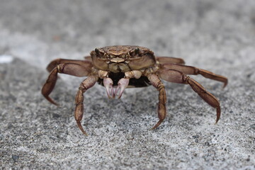 crab on the beach