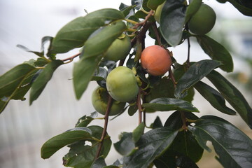 Growth of persimmon fruit. Deciduous fruit tree. 