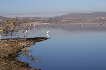 Paisaje de lago con una garza blanca 