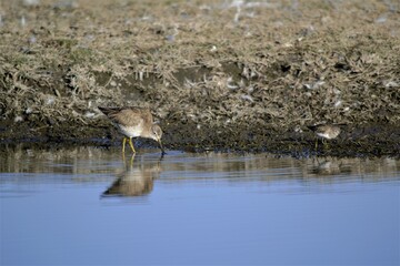 Ave pichón tomando agua