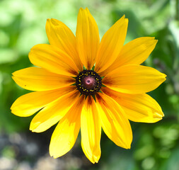 Rudbeckia hirta, commonly called black-eyed Susan