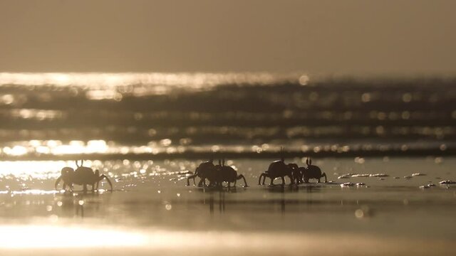 Silhouette of cast of crabs walking on beach