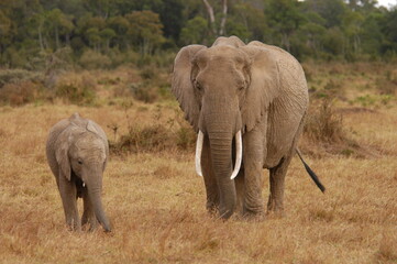 Obraz premium Elephant family living in Masai Mara, Kenya