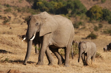 Naklejka na ściany i meble Elephant family living in Masai Mara, Kenya