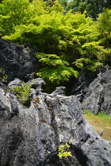 石山寺　珪灰石　滋賀県大津市