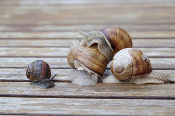 Gruppe von Schnecken und  schwarze Schnecke