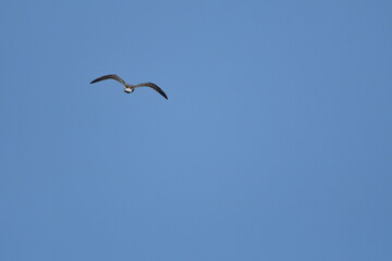 GAVIOTA PATIAMARILLA