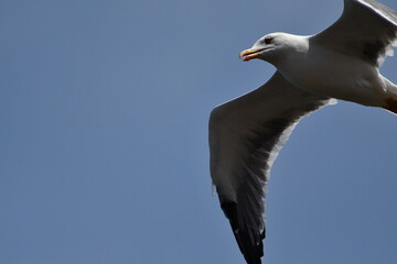 GAVIOTA PATIAMARILLA