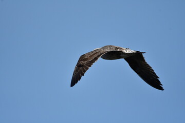 GAVIOTA PATIAMARILLA