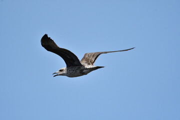 GAVIOTA PATIAMARILLA