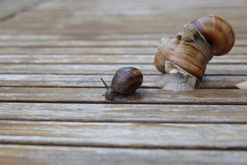schwarze schnecke