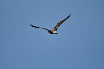 GAVIOTA PATIAMARILLA