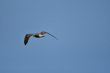 GAVIOTA PATIAMARILLA