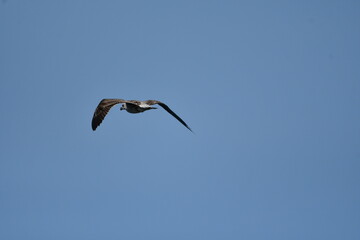 GAVIOTA PATIAMARILLA