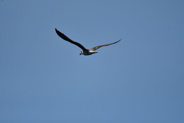 GAVIOTA PATIAMARILLA