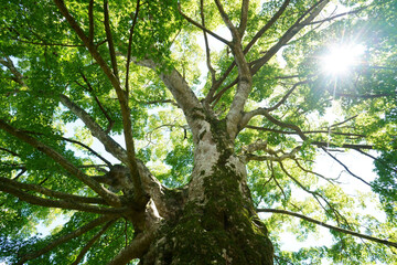 sun shining through trees