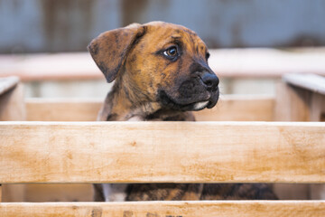 Closeup shot of a puppy in a wooden box with blurred background