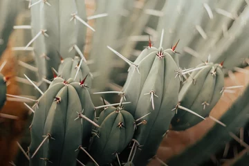 Foto op Canvas cactus close-up © juanjomenta