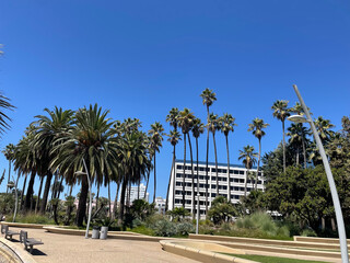 Obraz premium palm trees in the city