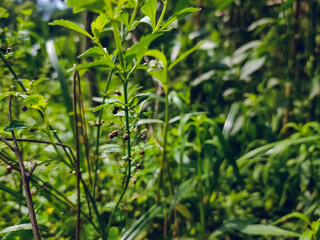 Obraz premium Scoparia dulcis is a species of flowering plant in the plantain family. Common names include licorice weed, goatweed, scoparia-weed and sweet-broom in English, tapeiçava, tapixaba, and many countries.