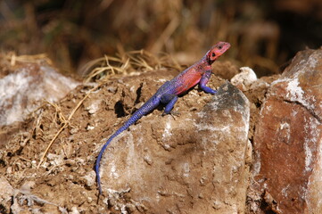 Agama mwanzae living in Masai Mara, Kenya