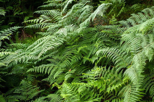 Thelypteris palustris, fern in in nature, in iran, Glade and trail in the forest
