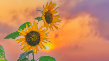natural background of blooming sunflower with orange sunset sky
