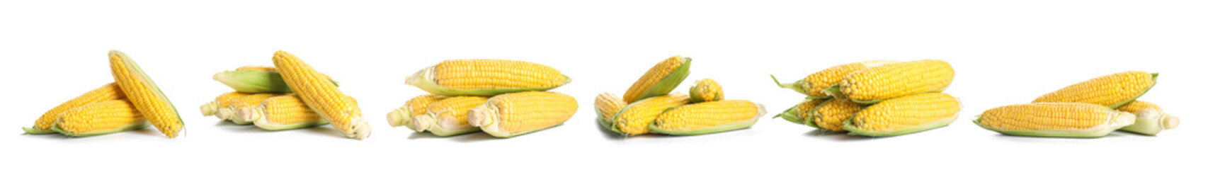 Fresh corn cobs on white background