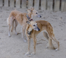 Fototapeta na wymiar 12-Year-Old Twin Sister Longhaired Whippet Sisters: Red Blue (front) and Fawn (back). Off-leash dog park in Northern California.
