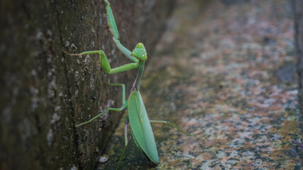 Praying mantis:Mantises are an order (Mantodea) of insects Mantises are distributed worldwide in temperate and tropical habitats, China