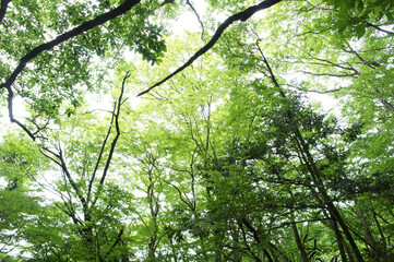 green leaves in the forest
