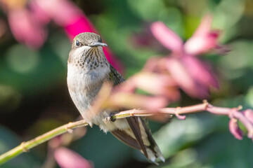 A hummingbird is enjoying a sunny day on a flower tree stem