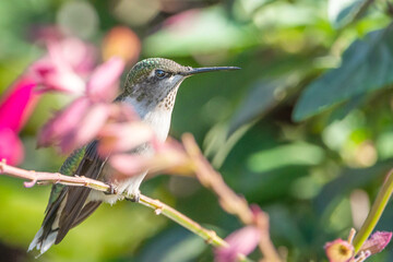 A hummingbird is enjoying a sunny day on a flower tree stem