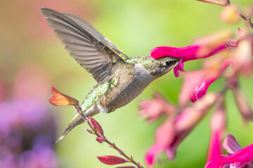 Fototapeta na wymiar Hummingbird is feeding on flowers