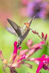 Hummingbird is feeding on flowers